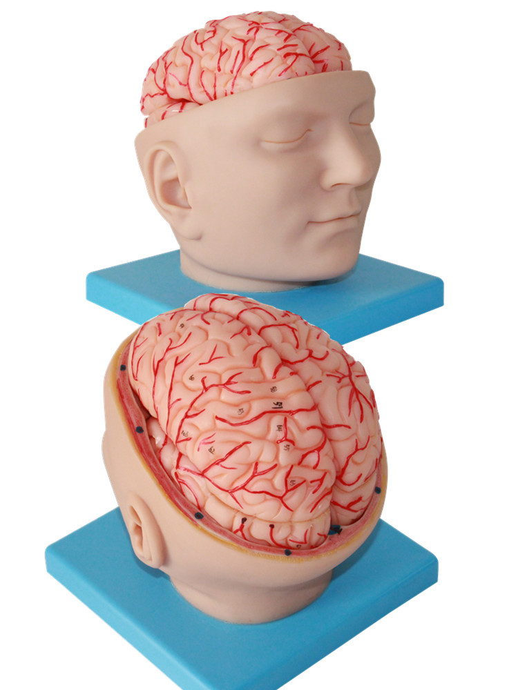 专业生产 人体大脑解剖模型 优质脑模型 神经科医用头附脑模型