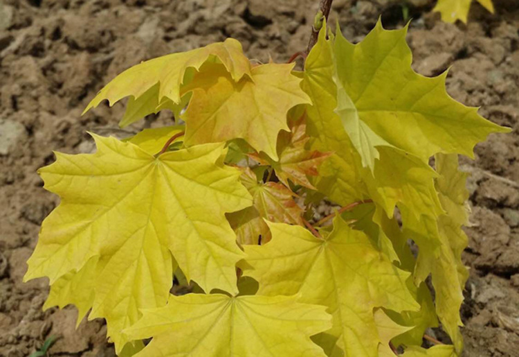 正宗日本红枫黄金枫三季黄叶橙之梦日本黄枫新品种苗木包成活