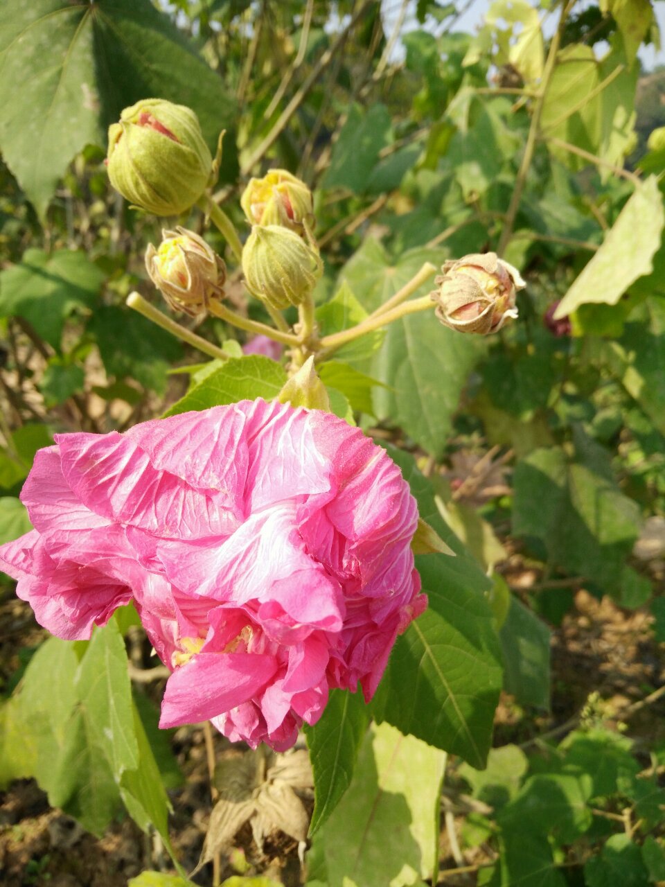 批发绿化苗木 丛生木芙蓉树苗 木芙蓉 花卉苗 成活率高 价格低 - 苗木