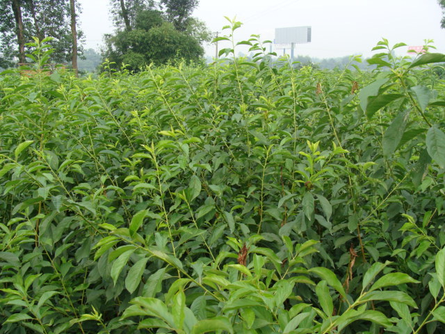 广东惠州三华李子苗(60公分高)嫁接苗一年可挂果营养杯苗