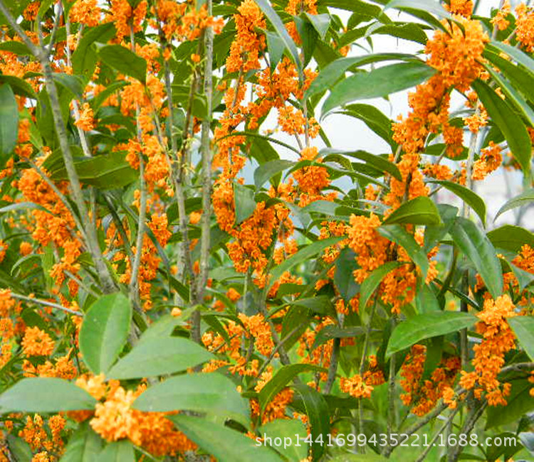 桂花树苗_长青名贵树种 直销 红花丹桂 金桂 四