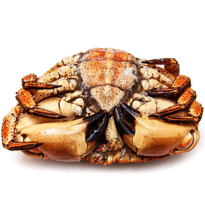 爱尔兰进口 熟冻黄金面包蟹 珍宝蟹 膏蟹之王 深圳海鲜食材供应
