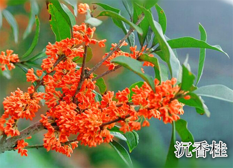 嫁接直杆桂花树苗 桂花盆栽地栽苗 日香桂金桂丹桂沉香桂园林植物