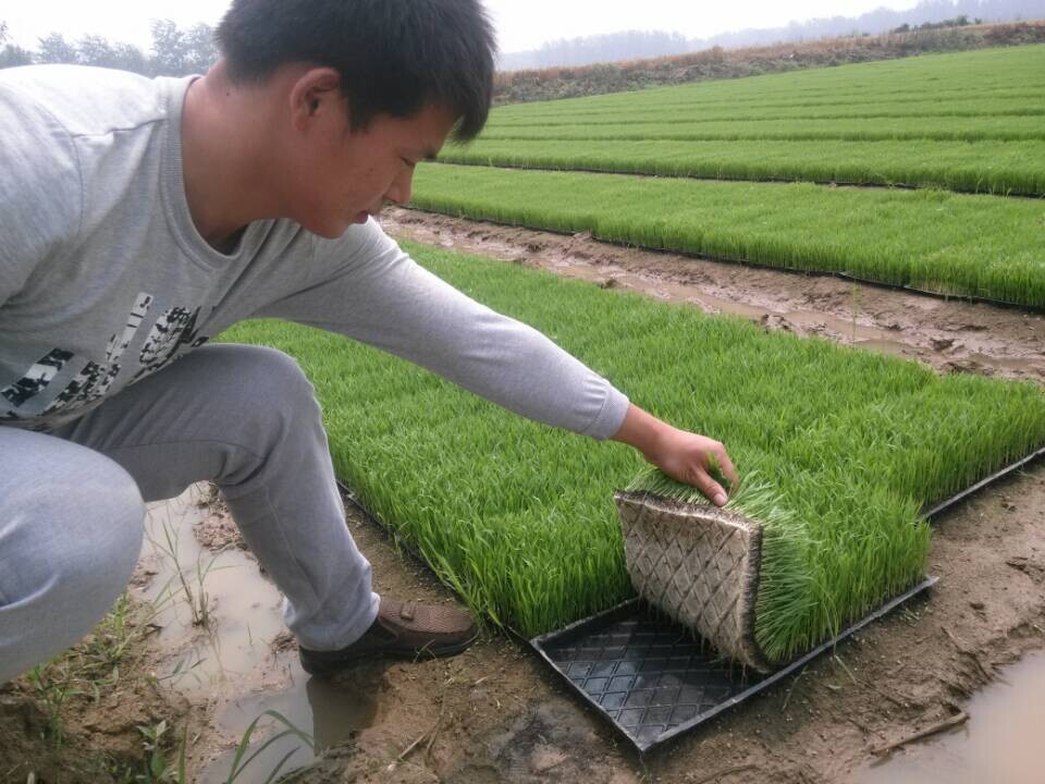 厂家** 家庭农场 水稻大户机插秧**育苗基质 机插秧**基质-润滑油产业