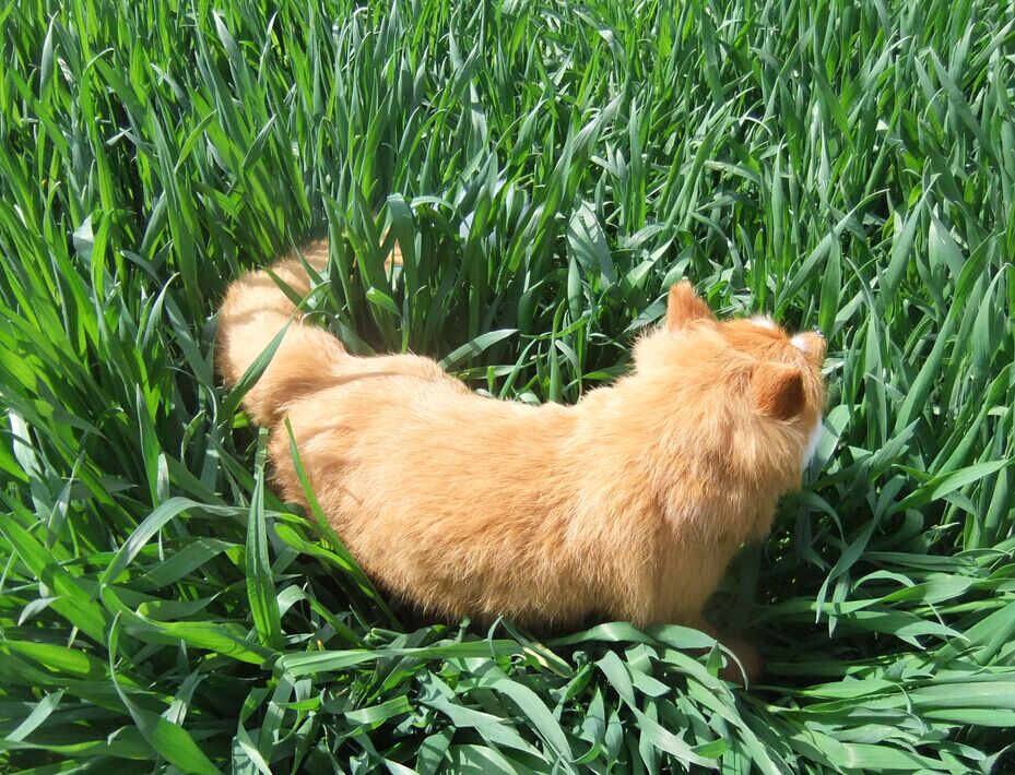 厂家直销 仿真黄狐狸 鸣狐 真皮手工制作 cos配件 摄影道具