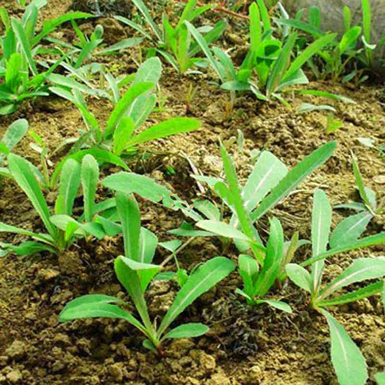 供应 野生苦麻菜 曲麻菜 苦菜种子 野菜青菜 蔬菜种子批发.