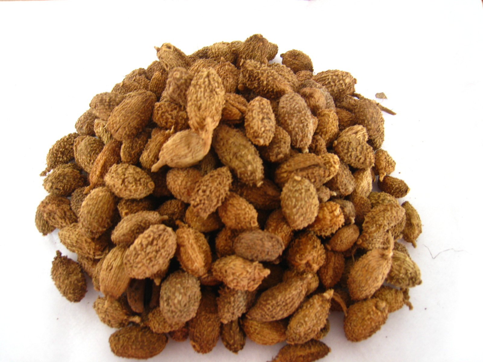 批发:毛砂仁 火锅专用 1kg无硫中药材香料