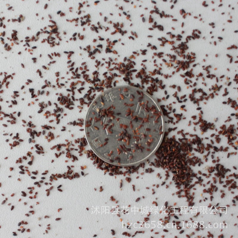 雪依梅花卉 批发猫薄荷 薄荷种子