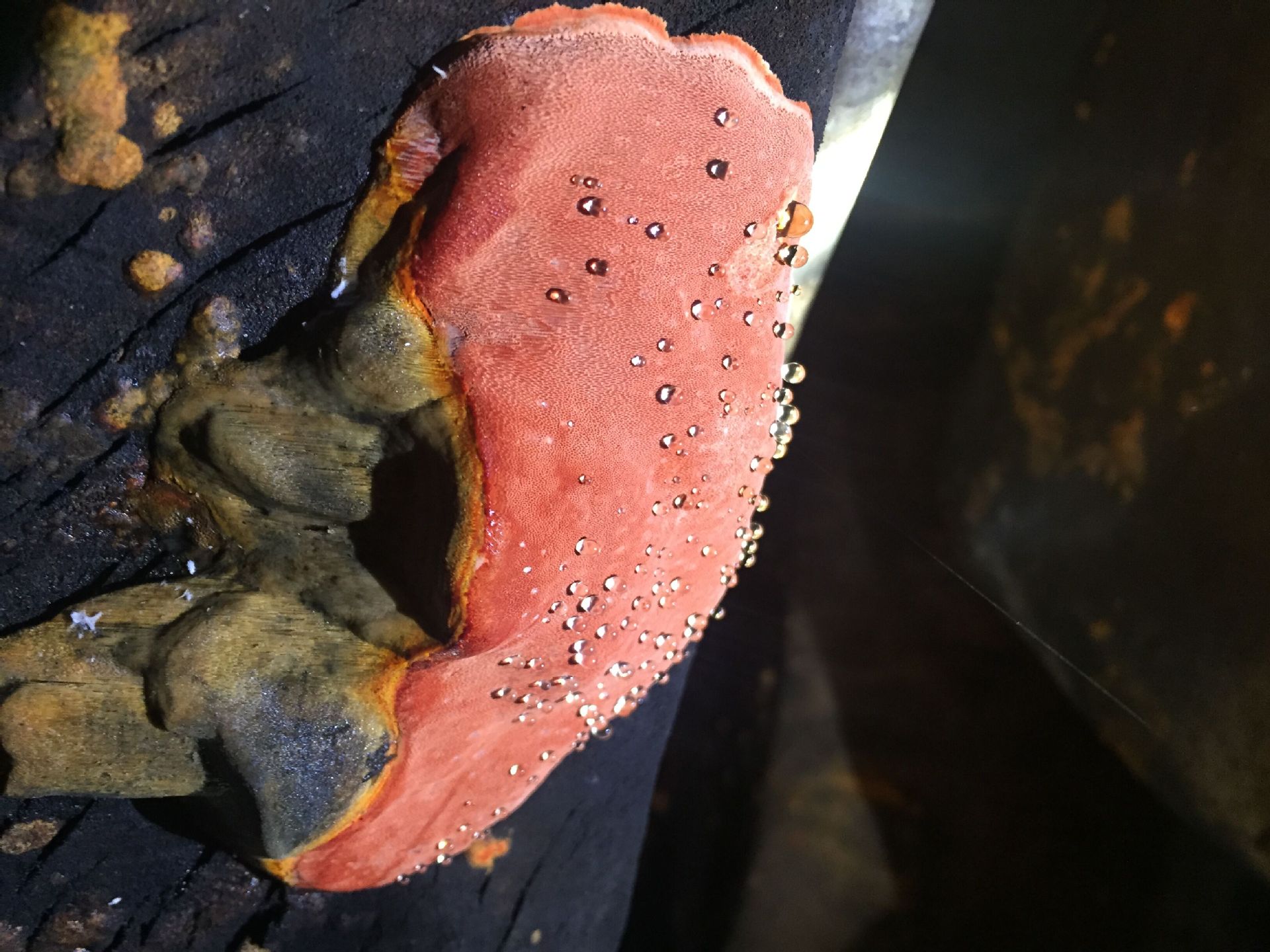 【供应台湾牛樟芝 牛樟菇 批发 礼盒 养生产品】价