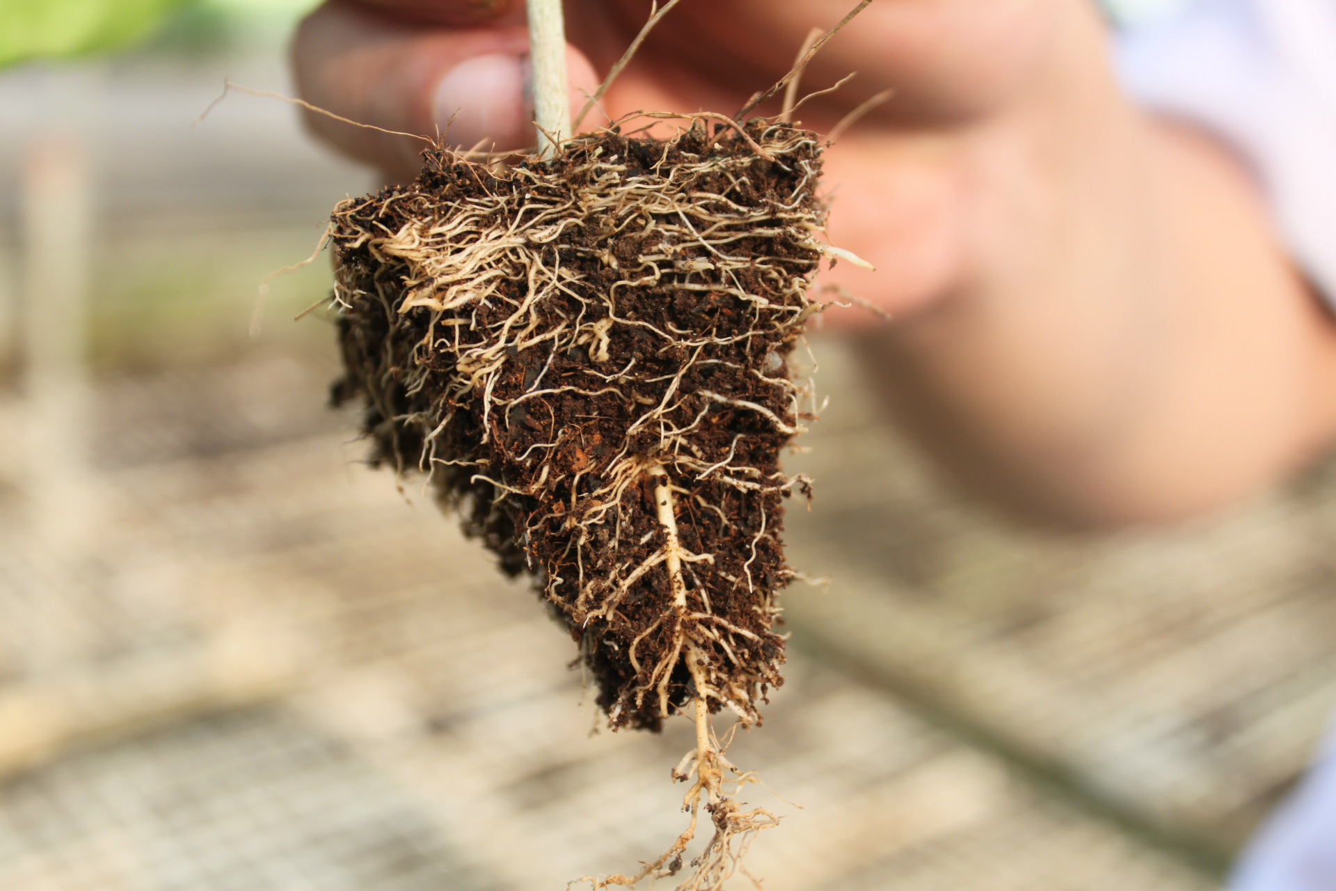 生升 科学配方育苗基质 育苗肥 泥炭土 蔬菜育苗基质土60升/袋