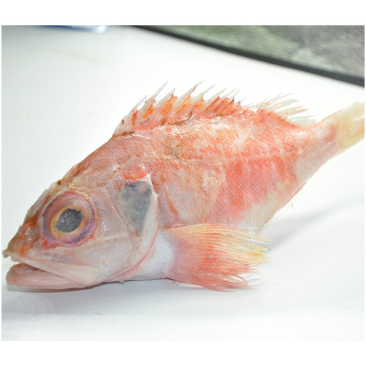 南极红鲈鱼海鲈鱼新西兰特产深海捕捞婚庆寿宴喜庆菜品700/1000克