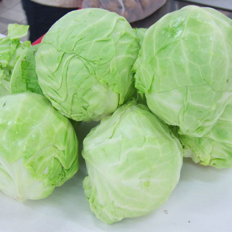 春秋双冠王甘蓝种子 铁头甘蓝圆包菜甘蓝菜 高圆包心菜种籽种苗