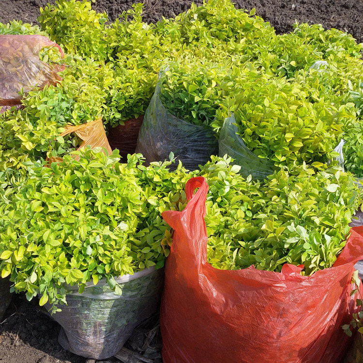 色块苗 金叶女贞小苗批发 高45以上 量大从优 金叶女贞苗销售