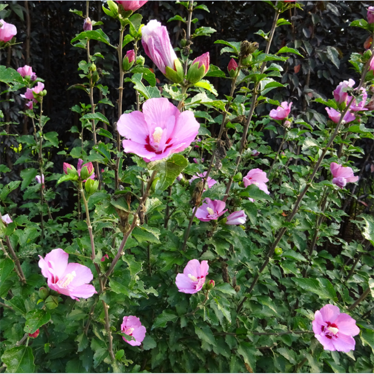 直销丛生木槿冠幅15米