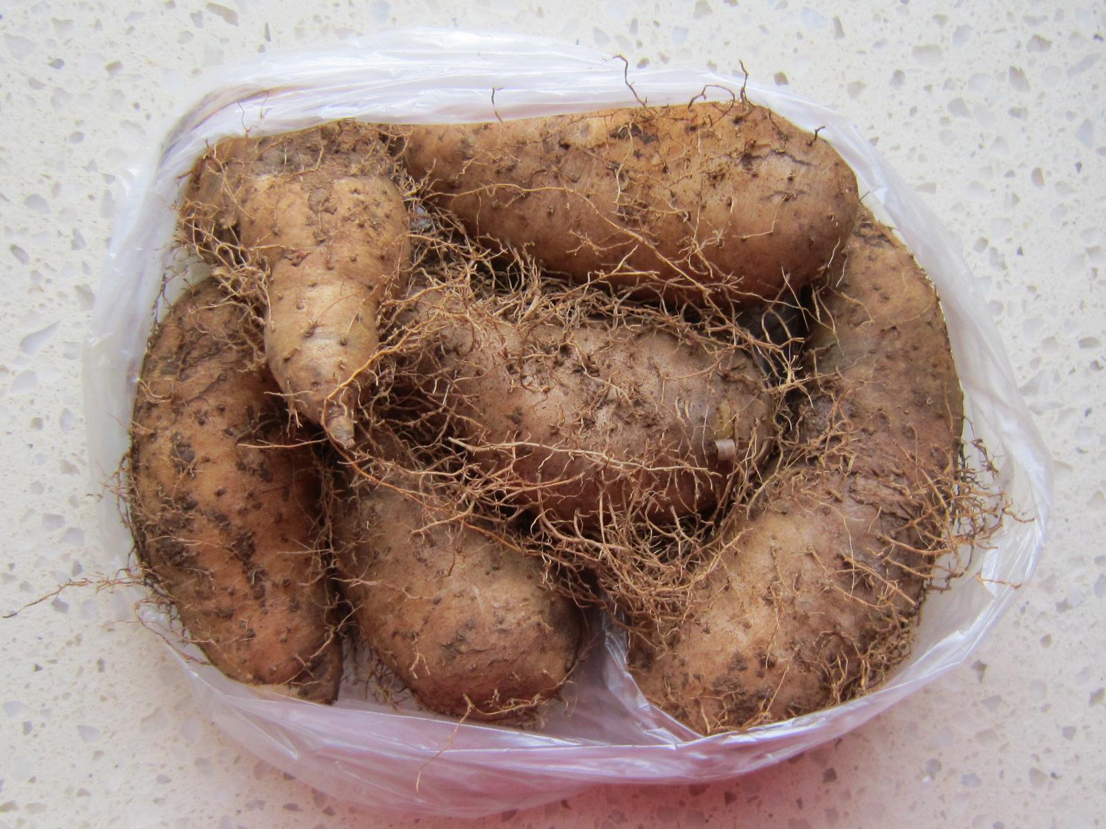 农场季节性供应 新鲜优质毛薯 绿色农产品出口级猪仔薯 台山