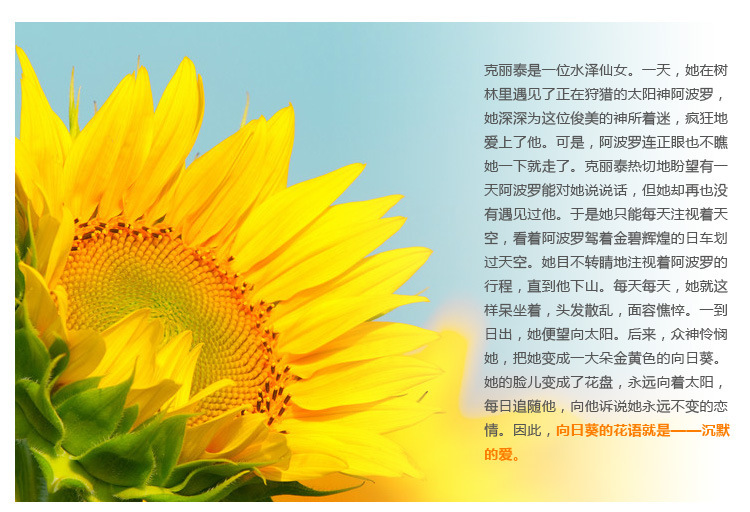 向日葵太阳花三折伞晴雨两用折叠伞 寓意高考一举夺魁