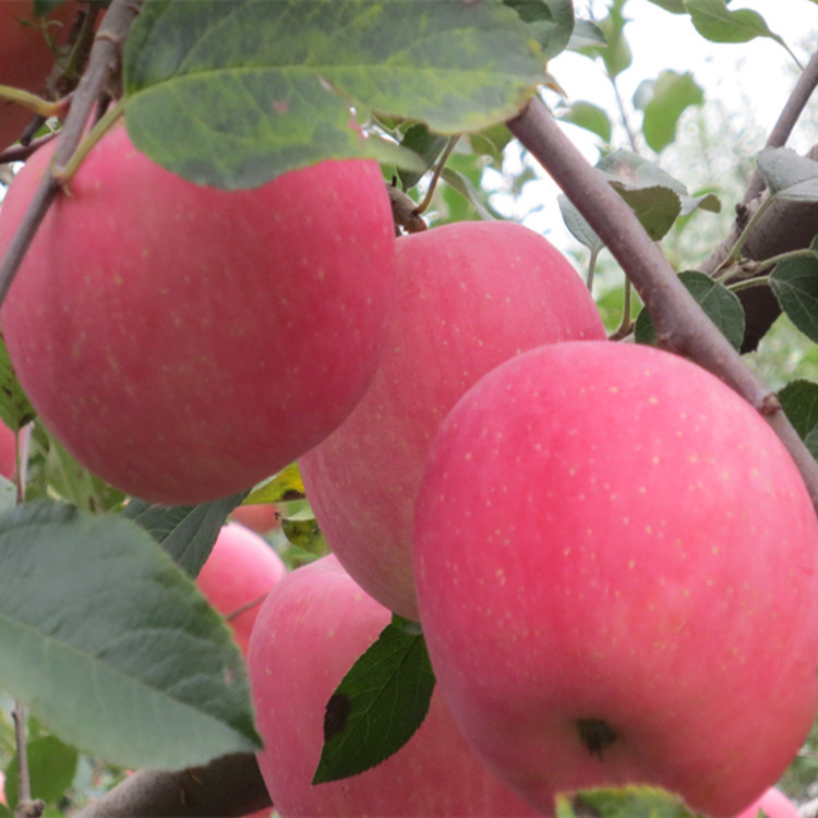 供应 红富士苹果山东苹果 **水果