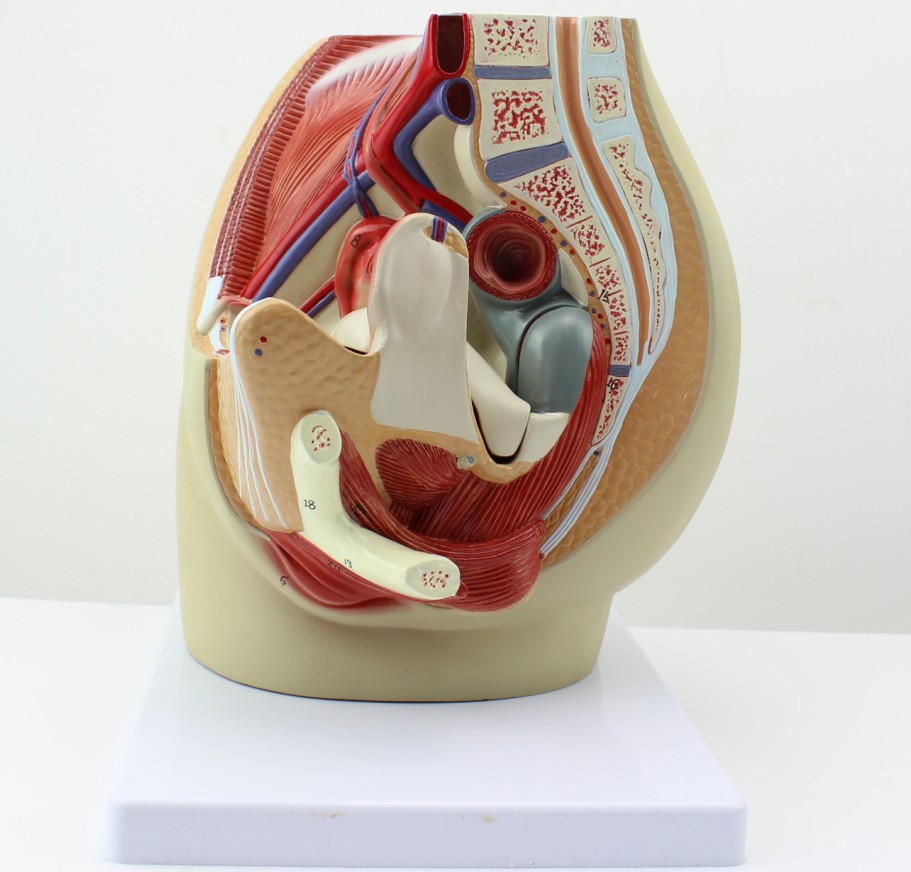 女性盆腔正中矢状切面模型3件 女性矢状解剖模型
