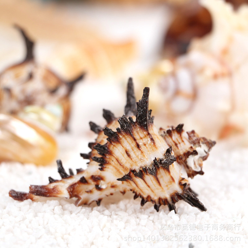 黑白色 螺形 海螺摆件贝壳家居