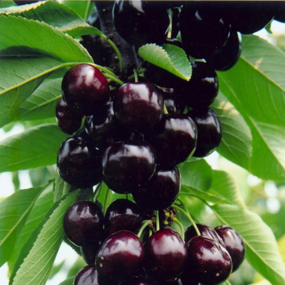 汉源车厘子大果套袋红灯原产地直销新鲜美味大樱桃樱桃甜批发1-茯茶产