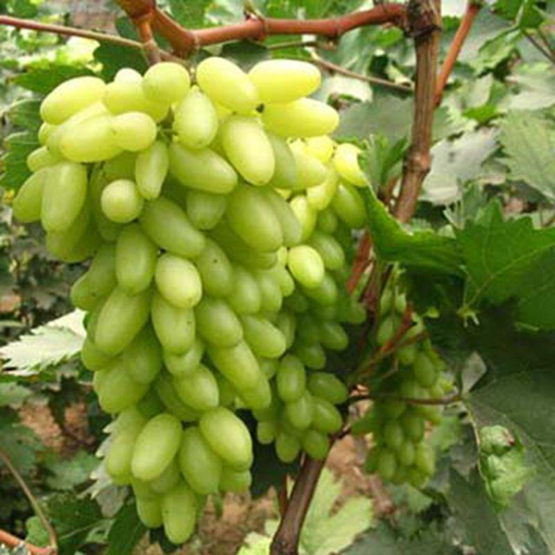 山东无核白鸡心葡萄苗爬藤葡萄苗0.5以上白鸡心葡萄树苗果树