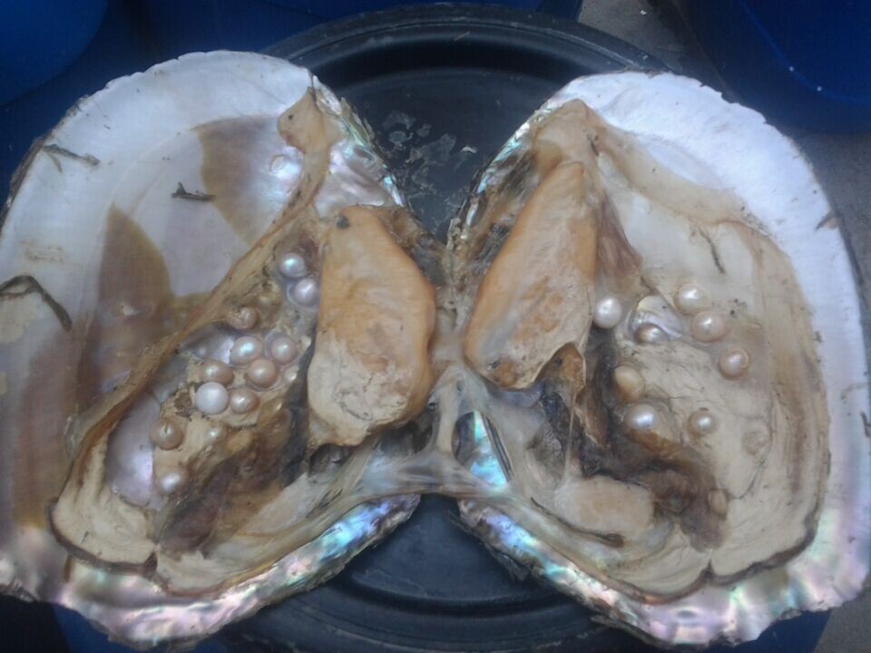 淡水珍珠蚌_厂家直销珍珠大河蚌 淡水珍珠蚌 珍珠原料