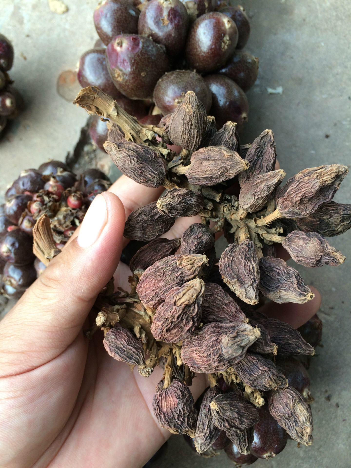 野草果洋合果批发小草果山草果批发