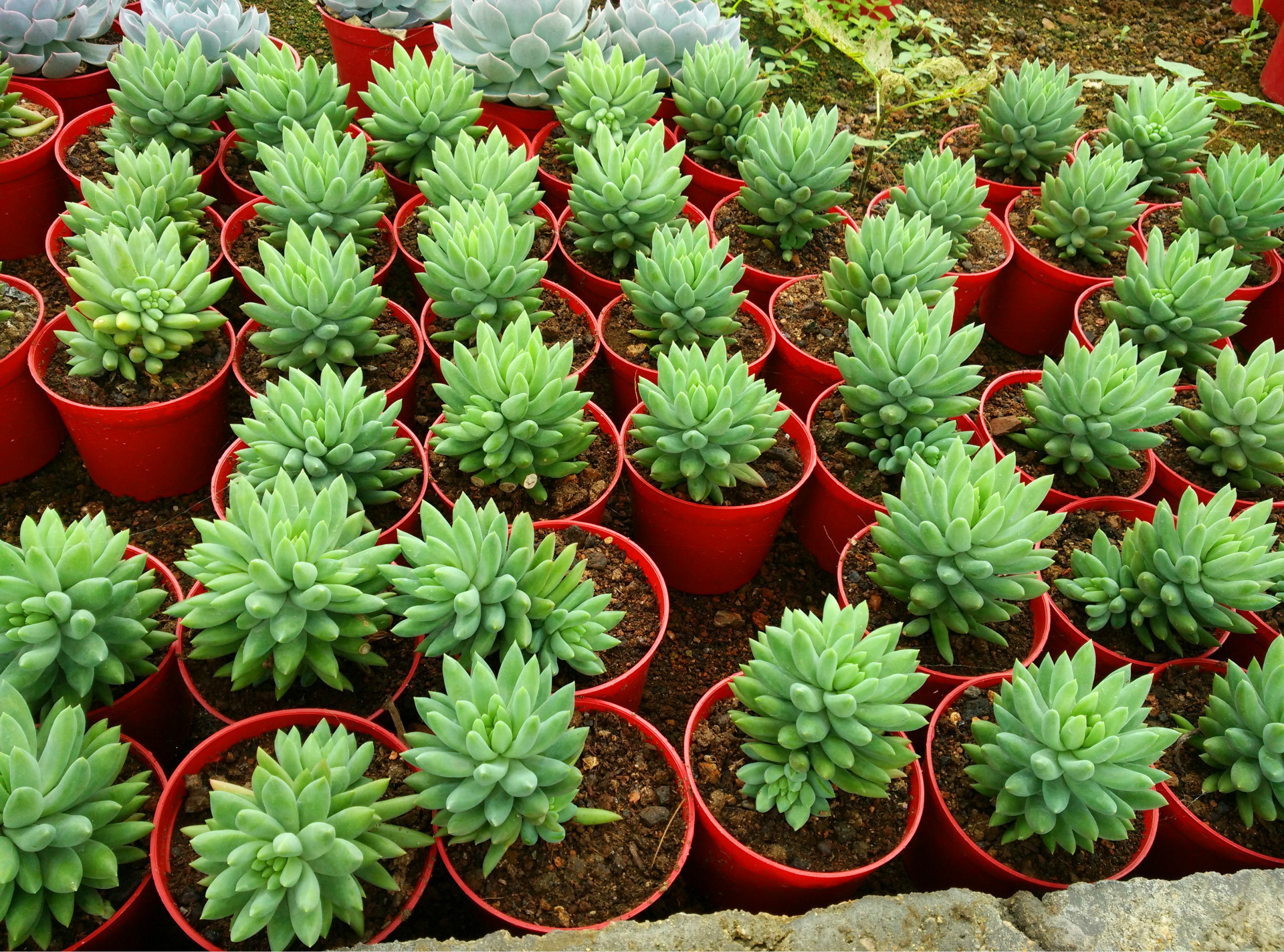 多肉植物批发 景天科 【丽娜莲】 8cm左右 一件代发 绿植小盆栽