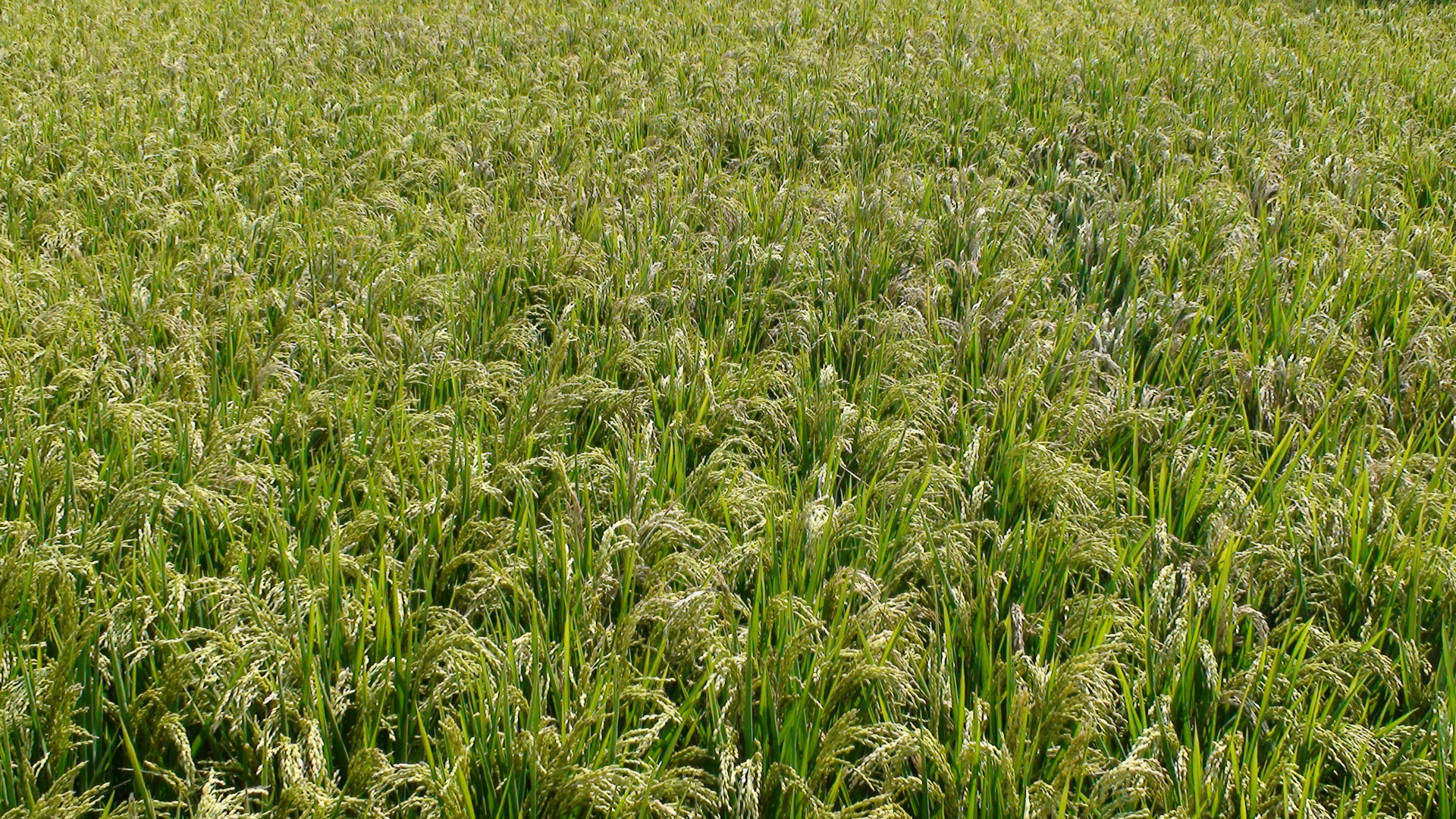 宁夏特产大米新米叶盛贡米九爵稻礼盒绿色有机原产地发货3kg包邮