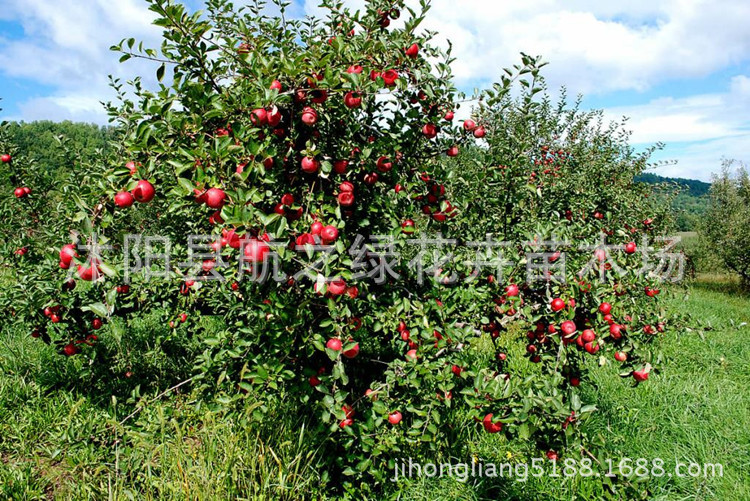 嫁接苹果树苗南方北方种植红富士苹果苗庭院盆地栽果树苗当年结果