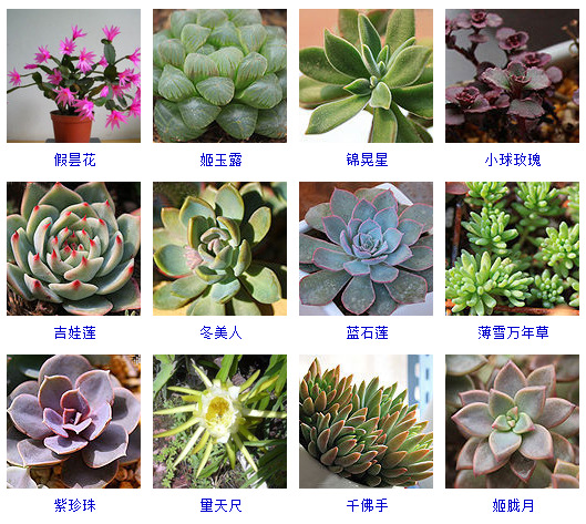 多肉盆栽品种,看图说话!