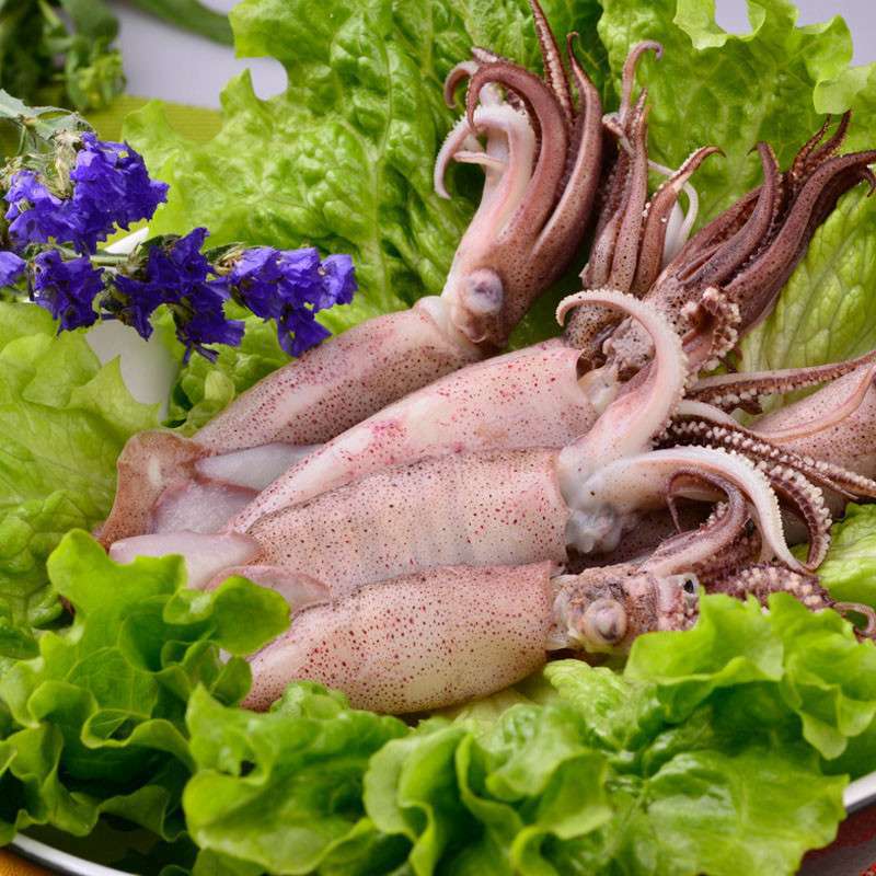 活煮管鱿鲜冻小鱿鱼