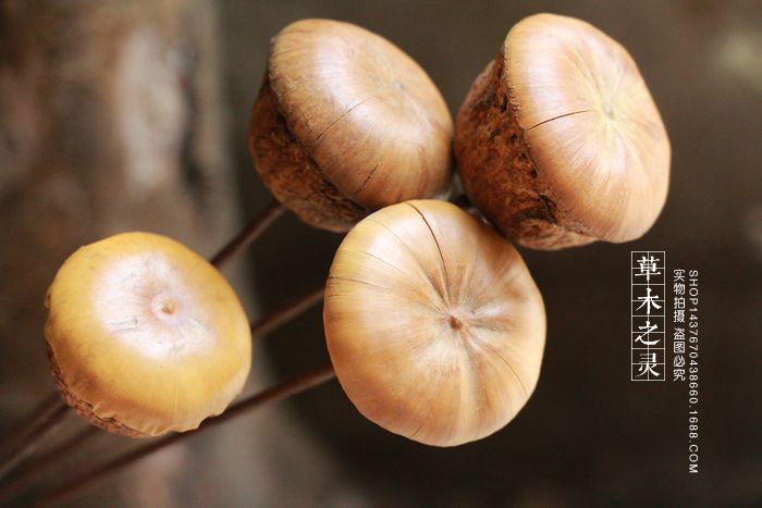 天然小硬菇蘑菇云插花材料云南植物真花天然摆件拍照道具场地布置