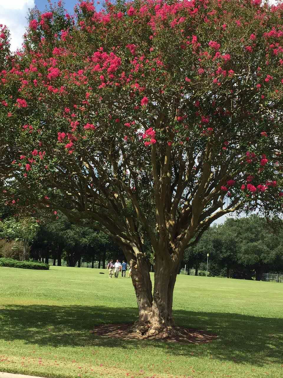 注意看了,紫薇**:特大号美国红火球紫薇!胸径40cm以上.