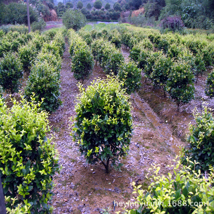 批发球类灌木冠幅1米-1.5米 金森女贞球 湖南金森女贞 价格下降