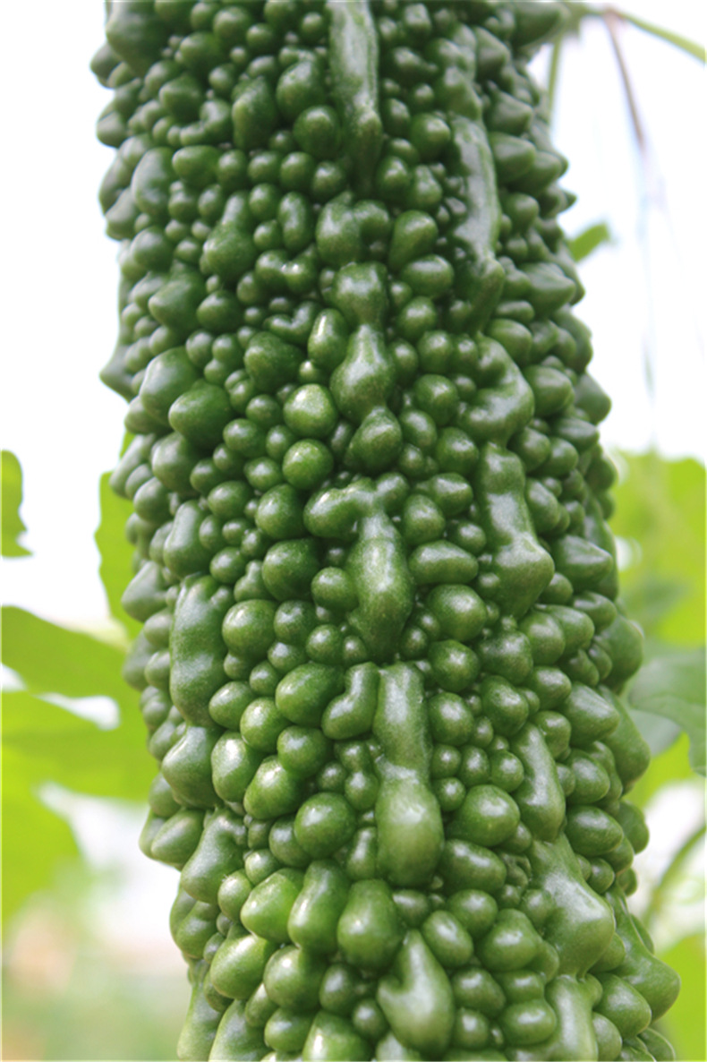天然有机蔬菜黑苦瓜 优质新品蔬菜基地农场** 批发