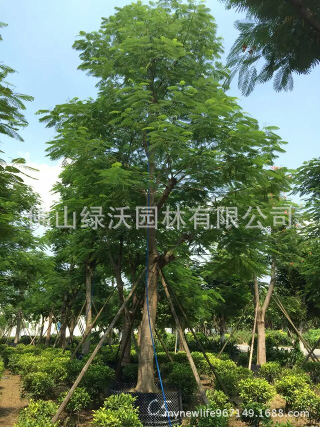 供应28-30公分凤凰木移栽袋装苗，供应园林绿化工程苗木植物