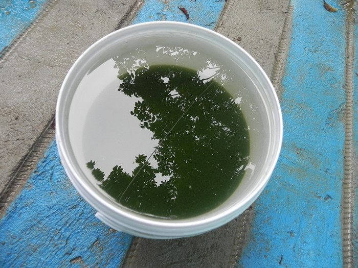 懒人养藻-最强超浓缩(小球藻液浓缩20倍)