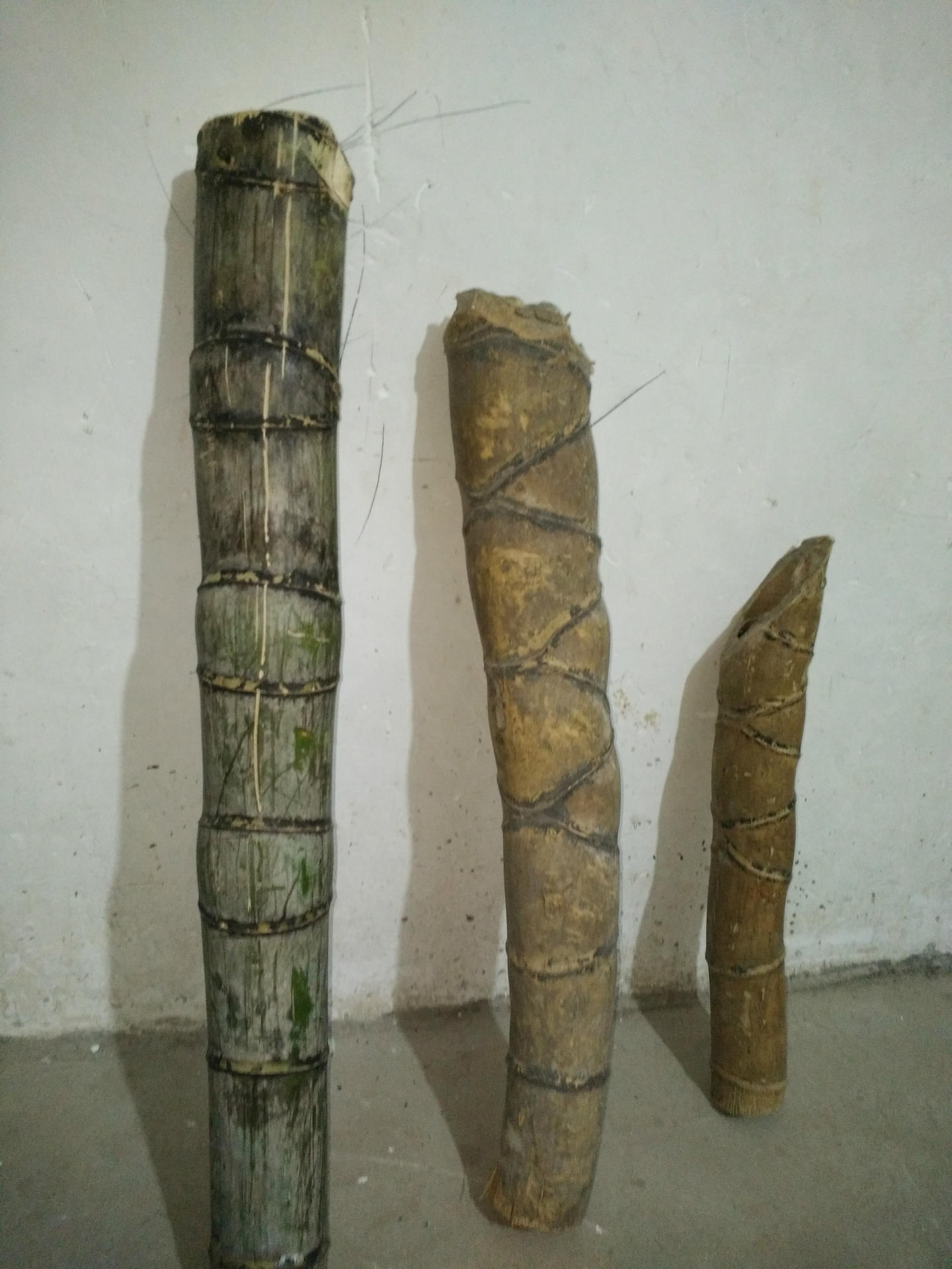 福建莆田仙游供应龟壳外形毛竹八卦形毛竹鬼竹8字形竹2