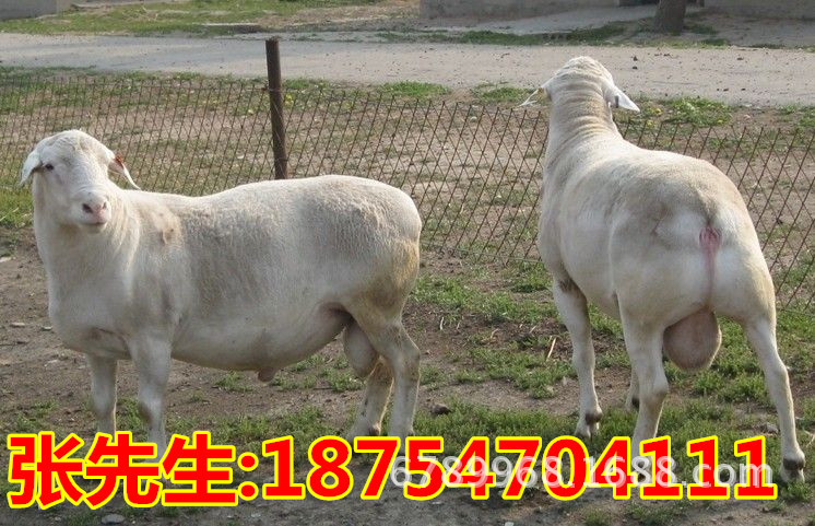 无角陶赛特羊,白山羊,波尔山羊,奶羊