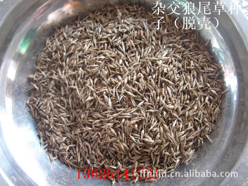 批发:狼尾草种子 狼尾草 杂交狼尾草种子 【重点推荐】 *