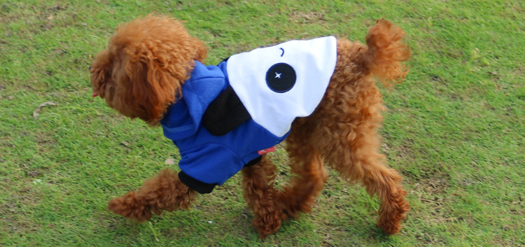 宠物春秋季衣服 泰迪变身装狗衣服 小型犬连体狗衣服外套外贸衣服