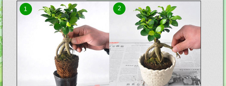 小榕树地瓜榕人参榕室内盆栽植物盆景净化空气绿植吸甲醛小榕树苗