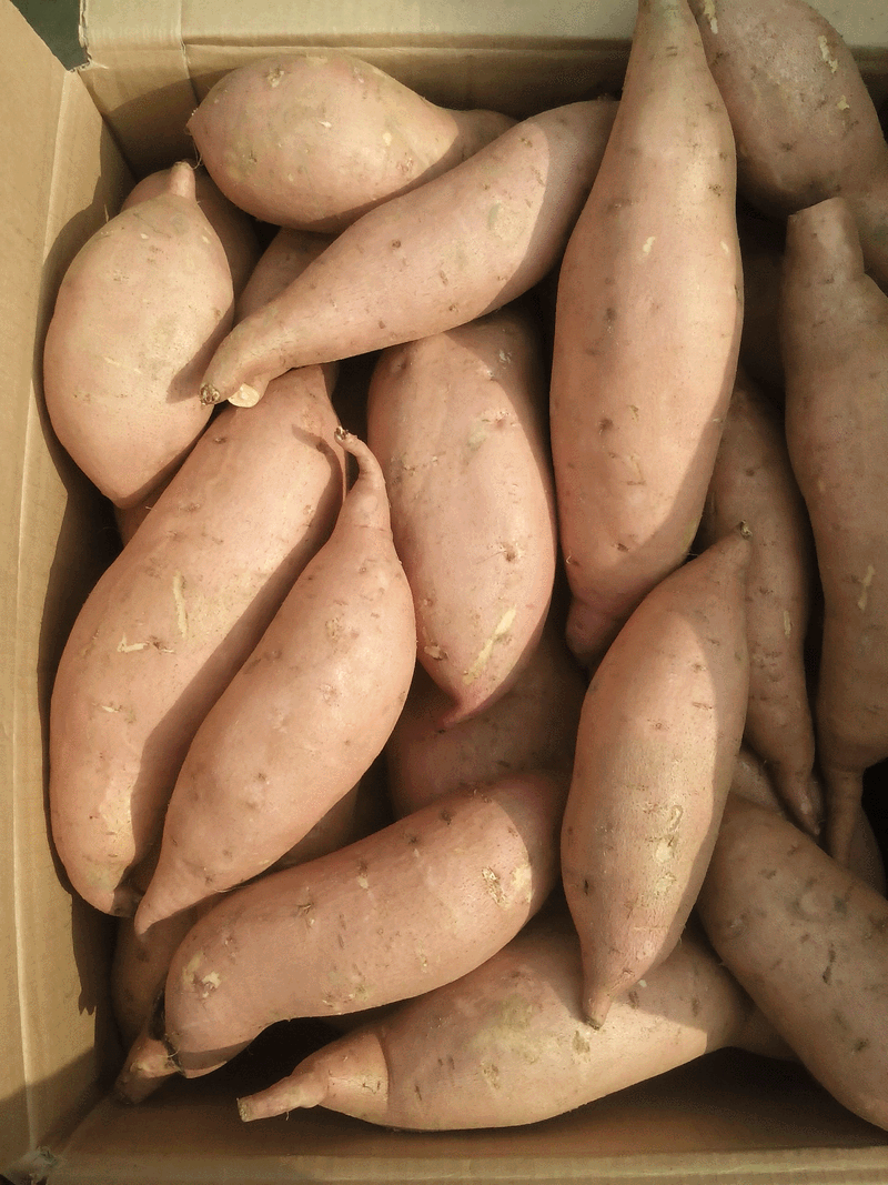 红薯批发 龙薯九红薯 雄县特产红薯 新鲜香甜红薯