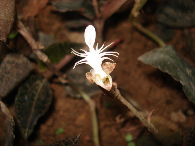 南靖金线莲茶品散装 金线莲养生茶 金线莲干品 茶品礼盒 10袋包邮