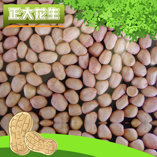山东小白沙花生米花生米干生花生米厂家