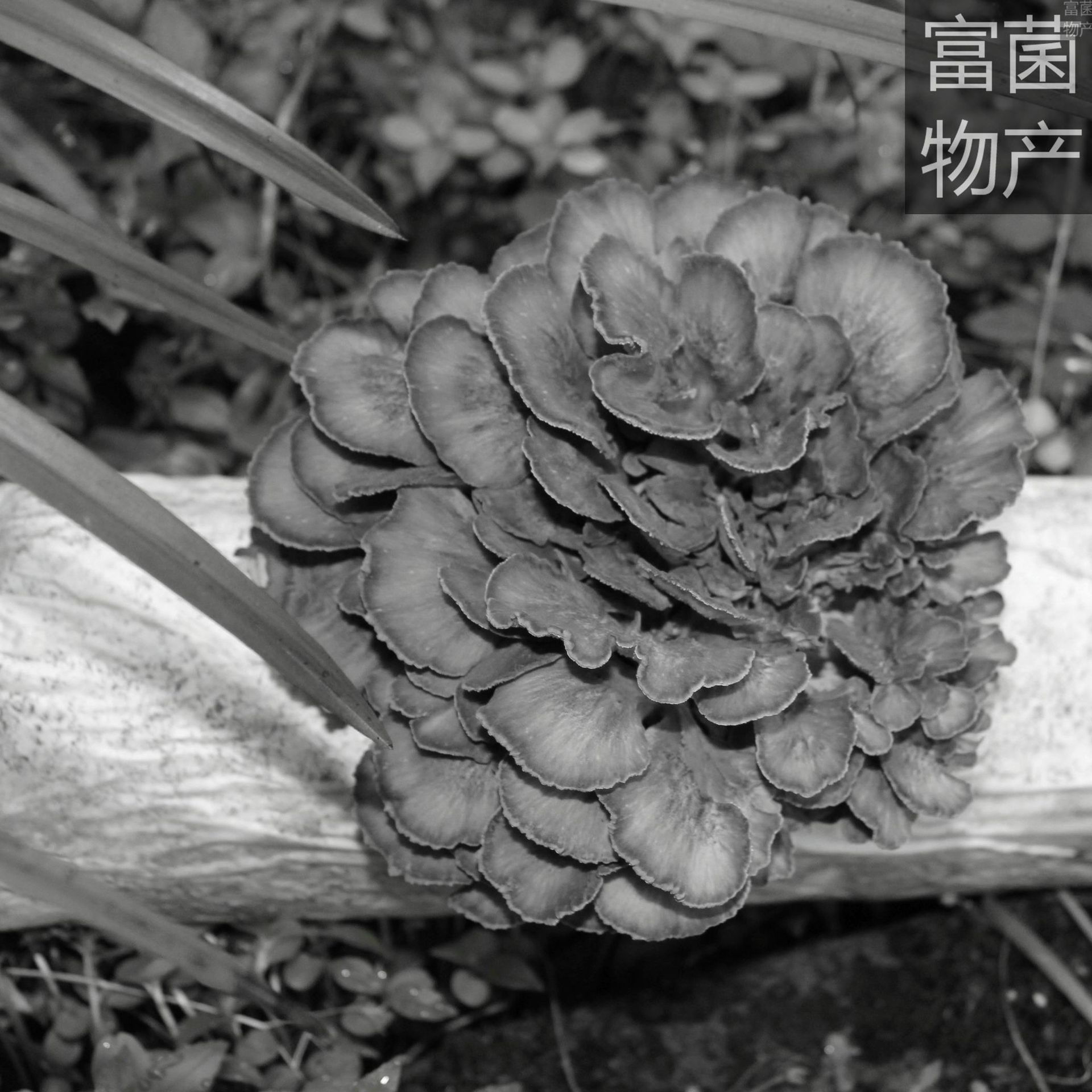 菇乡供应灰树花(舞茸)菌种菌棒优质高产系