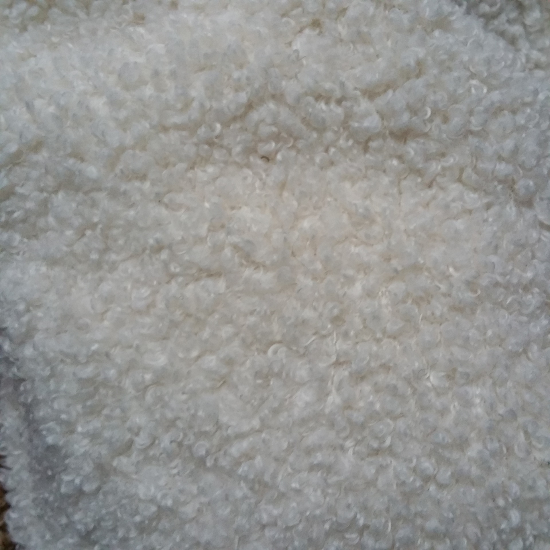 蚂蚁布 全涤绵羊绒布 700克 棕色 米白色 泰迪绒面料 - 布艺批发交易