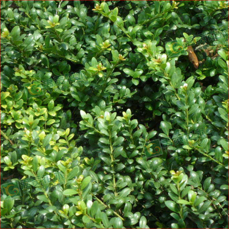 批发绿篱苗龟甲冬青豆瓣冬青龟背冬青常年出售绿化灌木