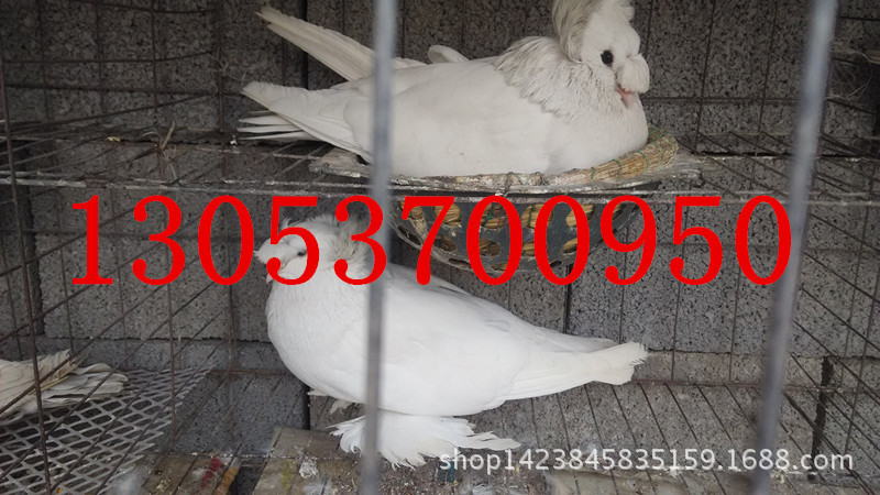 白色鼓手鸽子* 寿星鸽子图片 观赏鸽价格